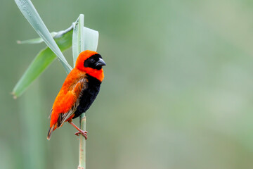 Southern red bishop or red bishop (Euplectes orix) in breeding plumage is sitting on a reed stalk 
 in a lake the the town of Mkuze in South Africa