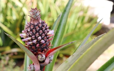 Little pineapple growing on the garden. Ananas growing on organic natural garden.
