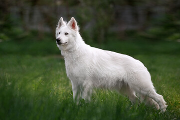 Beautiful fluffy white Swiss Shepherd. The dog stands in a field on a green background blurred garden.