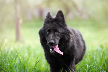 Beautiful black dog with a long coat breed shepherd dog runs across the field on a background of the garden.Portrait of a close-up dog with mouth open and pink tongue