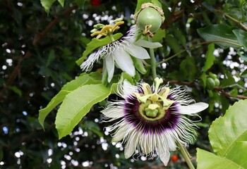 Passion fruit flowers. Passiflora flower.
