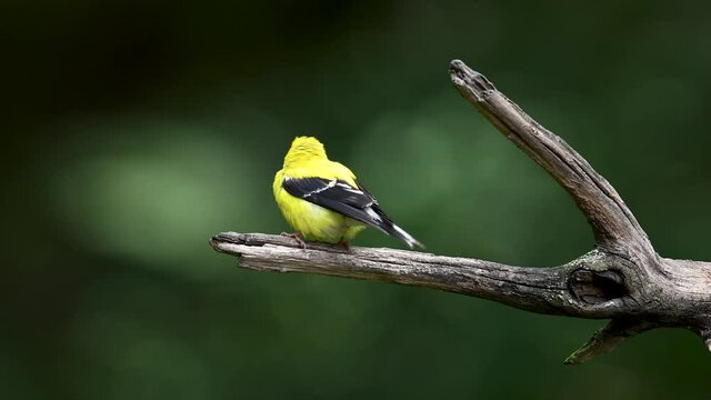 American Goldfinch Video Clip in 4k