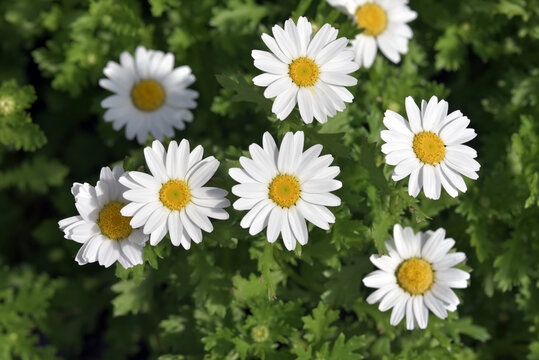 小菊圖 小菊 Images – Browse 2,969 Stock Photos, Vectors, and Video