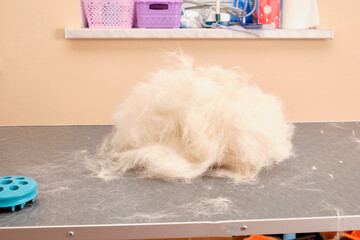 a lump of fur lies on the grooming table after the express molt of the dog