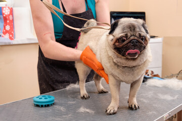 a woman's hand combs a dog with a rubber glove on a grooming table