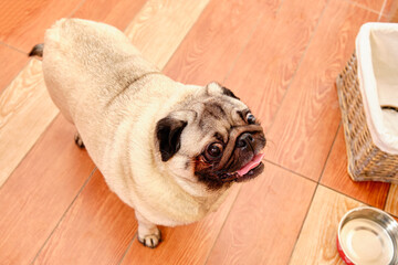 the pug stands on the floor and looks up