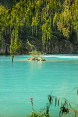 river in the forest