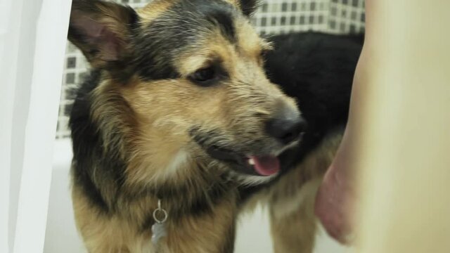 A dog of breed German Shepherd stands in the bathroom and smiles