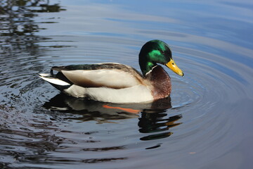 Ente im Wasser