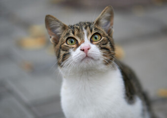 Curious inquisitive cat with smart green eyes and brown and white fur in Yalta, Crimea