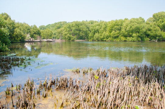 Visit the wetland of mangrove ecology.