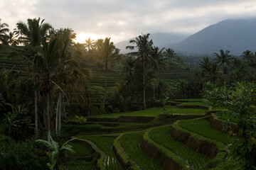 rice terraces in Bali