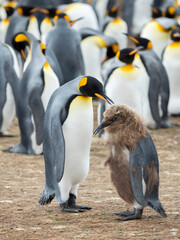 Feeding a chick in brown plumage. King Penguin on Falkland Islands.
