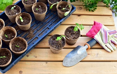 Greenhouse gardening, starting seedlings for summer homegrown vegetable gardens, spring season...
