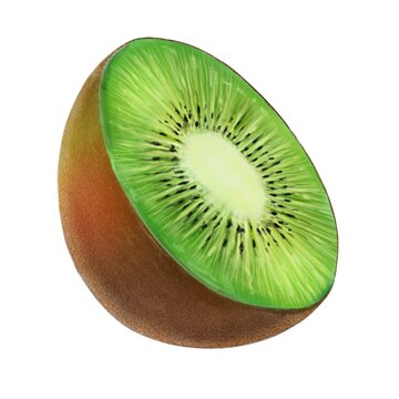 recommend clip art: Kiwi fruit illustration isolated on whitte background. Hand-drawn kiwifruit or Chinese gooseberry. Half of green kiwi with waterdrops for food apps, market, websites. Summer symbol