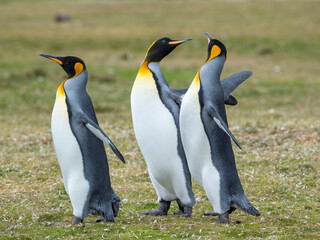 Courtship display. King Penguin on Falkland Islands.