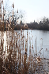 Boho Trockenblumen Schilf creme blau Water