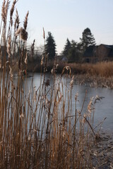 Boho Trockenblumen Schilf creme blau Water