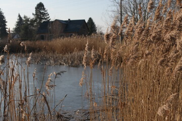 Boho Trockenblumen Schilf creme blau Water