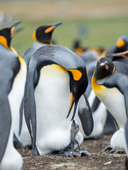 Fototapeta premium Chick balancing on the feet of a parent. King Penguin on Falkland Islands.