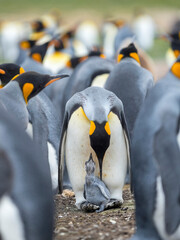 Feeding of a chick, which rests on the feet of a parent. King Penguin on Falkland Islands.