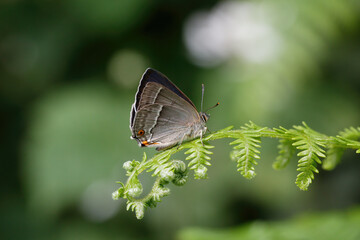 A Purple Hairstreak butterfly resting on Bracken.