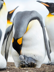 Chick balancing on the feet of a parent. King Penguin on Falkland Islands.