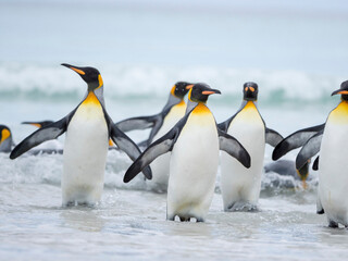Plakat King Penguin on Falkland Islands.