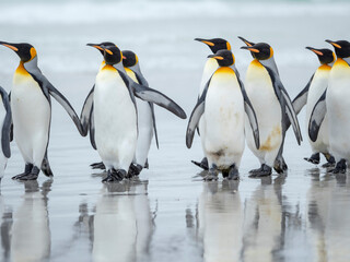 King Penguin on Falkland Islands. © Danita Delimont