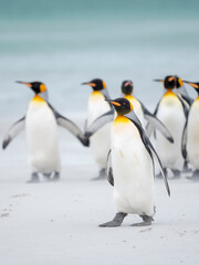 Plakat King Penguin on Falkland Islands.