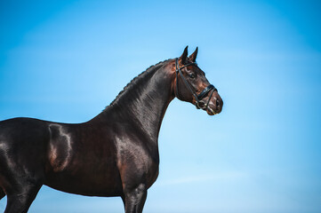Fototapeta na wymiar Portrait of beautiful handsome black horse against the blue sky. Sport horse bridle with black braided mane