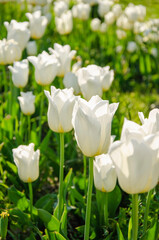 White flowers of tulips close up nature background