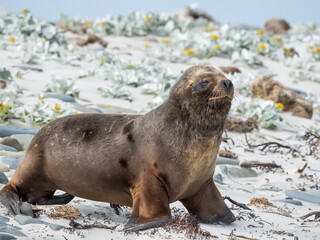Naklejka premium Young South American sea lion bull on sandy beach, Falkland Islands.