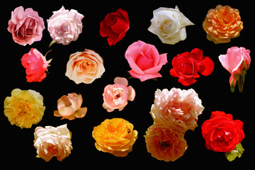 set of roses