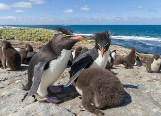 Chick with adult on Bleaker Island. Rockhopper Penguin, subspecies Southern Rockhopper Penguin, Falkland Islands.