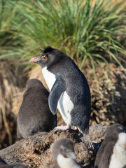 Rockhopper Penguin, subspecies Southern Rockhopper Penguin, Falkland Islands.