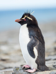 Naklejka premium Rockhopper Penguin, subspecies Southern Rockhopper Penguin, Falkland Islands.
