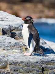 Rockhopper Penguin, subspecies Southern Rockhopper Penguin, Falkland Islands.