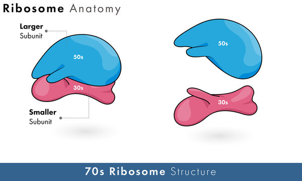 prokaryotic ribosome structure Stock Vector | Adobe Stock
