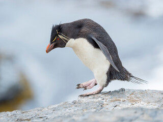 Rockhopper Penguin climbing through a steep and rocky cliff, subspecies Southern Rockhopper...