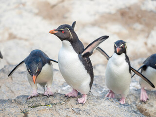 Rockhopper Penguin climbing through a steep and rocky cliff, subspecies Southern Rockhopper Penguin, Falkland Islands.
