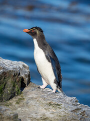 Rockhopper Penguin climbing through a steep and rocky cliff, subspecies Southern Rockhopper Penguin, Falkland Islands.