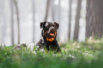 Beautiful Rottweiler dog lying in the grass and looking to the top on a beautiful background with a...