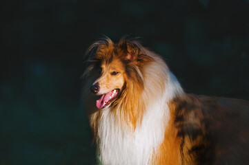 Beautiful portrait of a dog breed collie. Dog standing in a dark forest in the ray of the sun.