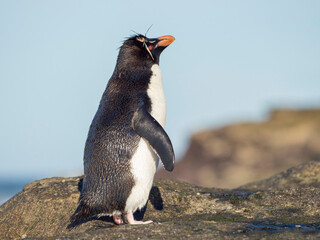 Coming ashore at a rocky coastline on Saunders Island. Rockhopper Penguin, subspecies Southern Rockhopper Penguin, Falkland Islands.