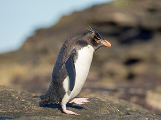 Fototapeta premium Coming ashore at a rocky coastline on Saunders Island. Rockhopper Penguin, subspecies Southern Rockhopper Penguin, Falkland Islands.