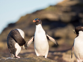 Coming ashore at a rocky coastline on Saunders Island. Rockhopper Penguin, subspecies Southern Rockhopper Penguin, Falkland Islands.