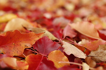 Autumn leaves and colors