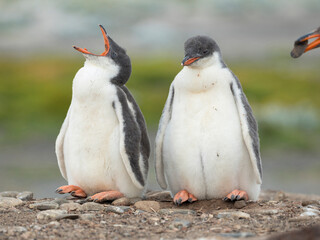 Two chicks. Gentoo penguin on the Falkland Islands.