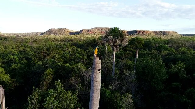 ARARA CANIND&Eacute; p&aacute;ssaro do cerrado brasileiro TAKE 01